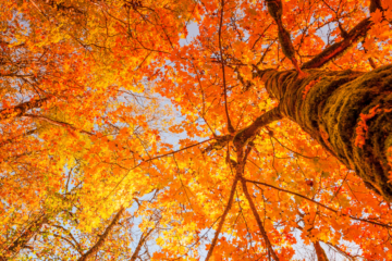 CENTER BARNSTEAD CHRISTIAN CHURCH New Hampshire Fall Foliage A SONG OF PRAISE