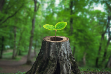 New Creation from death. Seedling growing out of stump.