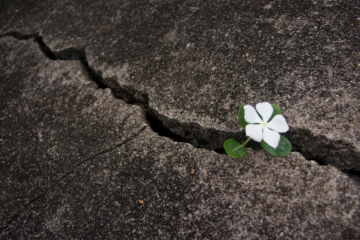 concrete with a crack in the middle and small flower coming out of the crack