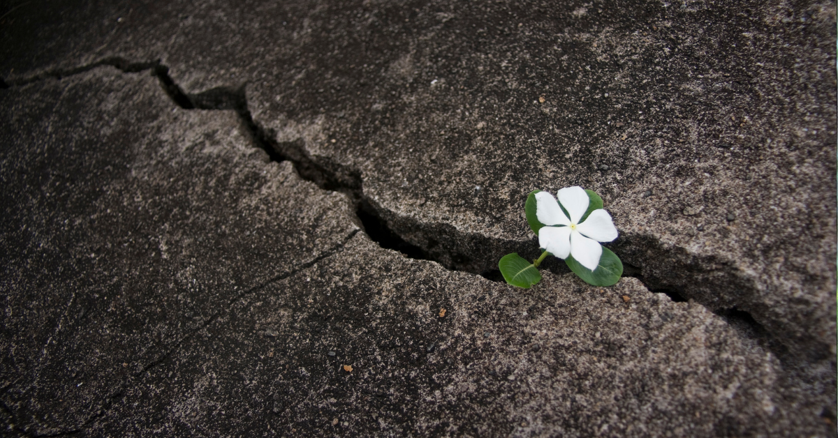 concrete with a crack in the middle and small flower coming out of the crack