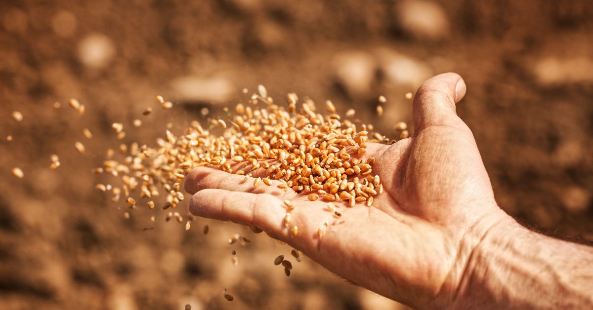 Seed in hand scattered blog title image for Spread The Word